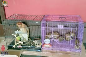 Perdagangan Satwa